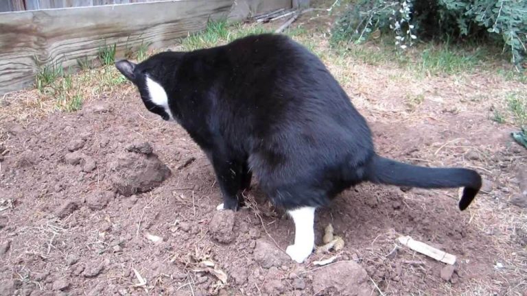 se débarrasser des chats Buurkatten-768x432